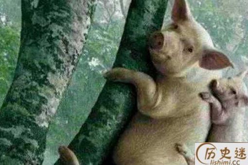 袁天罡预言待猪会上树时唐朝会灭亡是什么意思