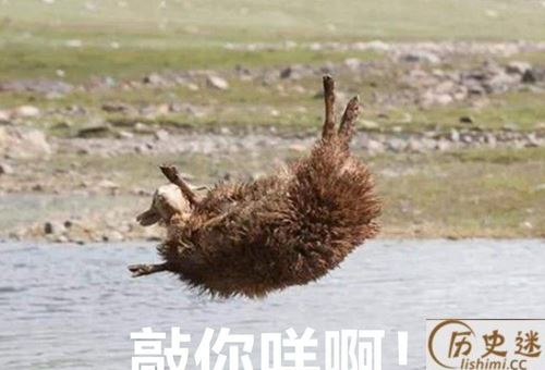 一羊千洗是什么