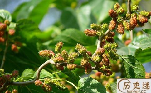 前不栽桑,后不栽柳什么意思