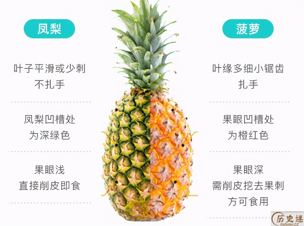 菠萝和凤梨是什么时候传入中国的