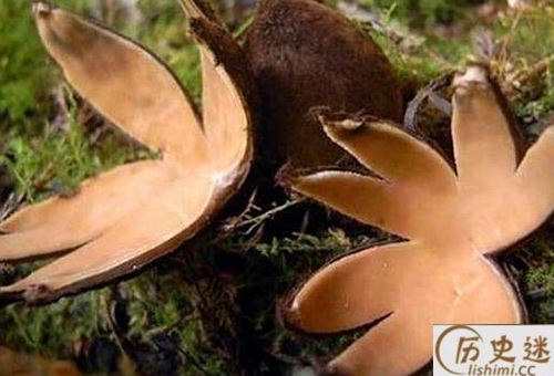 恶魔雪茄能吃吗