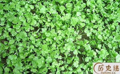 香菜竟然是哮天犬死后的产物