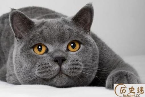 古人都是如何吸猫的