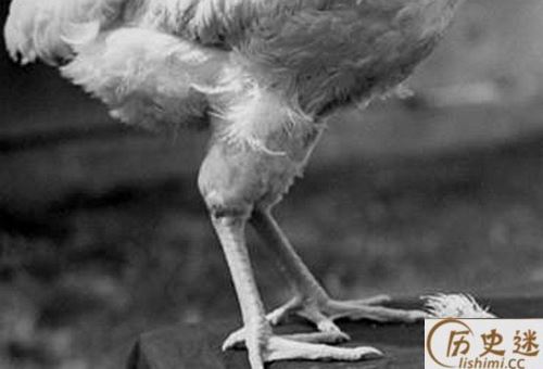 无头鸡麦克真的活了18个月