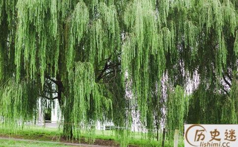 前不栽桑,后不栽柳什么意思