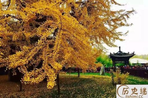 银杏树和李世民的故事