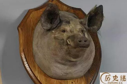 英国帝国战争博物馆里为什么有一只猪头