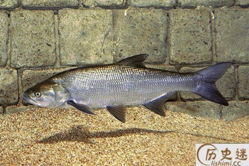 为什么四大家鱼里没鲫鱼和鲤鱼