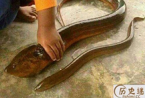 望月鳝是真的吗