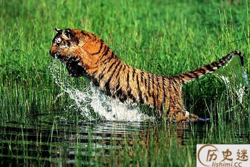 三百年前的四川与重庆上万只华南虎下山吃人事件