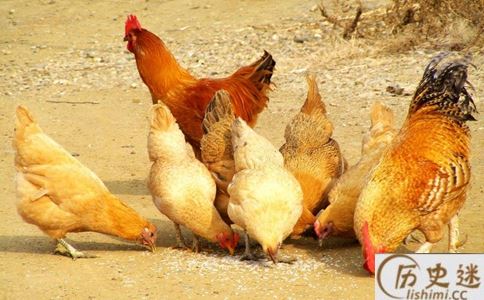 鸡到底喜欢吃蜈蚣吗