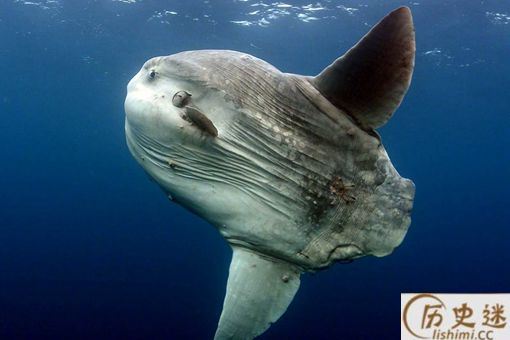 海陆空三傻是什么意思