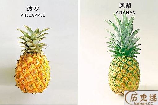 菠萝和凤梨是什么时候传入中国的