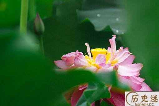 历史上真有夏雨荷这个人吗