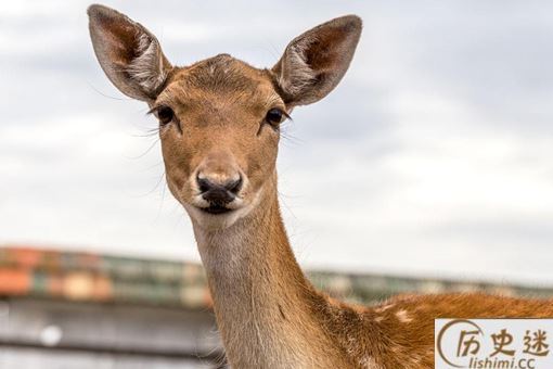 鹿肉为什么没有像猪牛羊肉那样成为人类的传统肉食呢