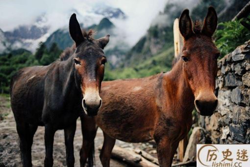 骡子为何不可以当战马用