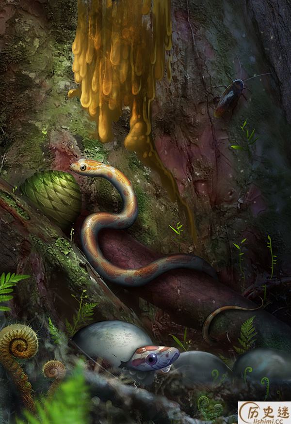 首次发现蛇琥珀是怎么回事