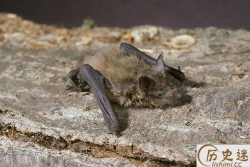 蝙蝠用方言怎么叫