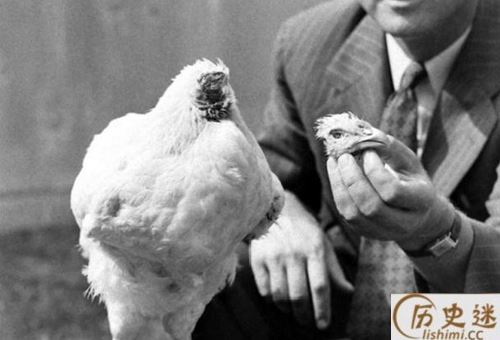 无头鸡麦克真的活了18个月