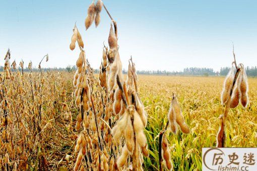 五谷丰登是哪五谷