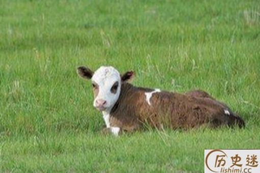 东北的犊子有多少