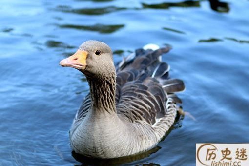 为什么有些老人说鹅肉不能吃