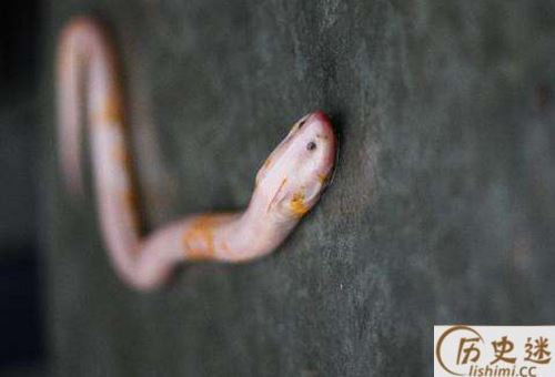 望月鳝是真的吗