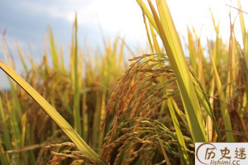 五谷丰登是哪五谷
