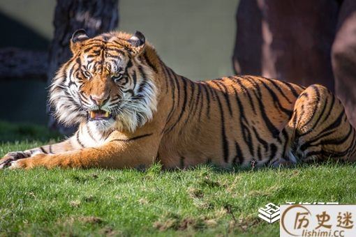 虎生三子必有一彪是什么意思