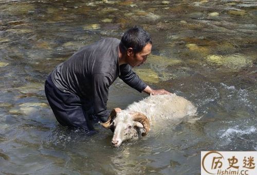 一羊千洗是什么