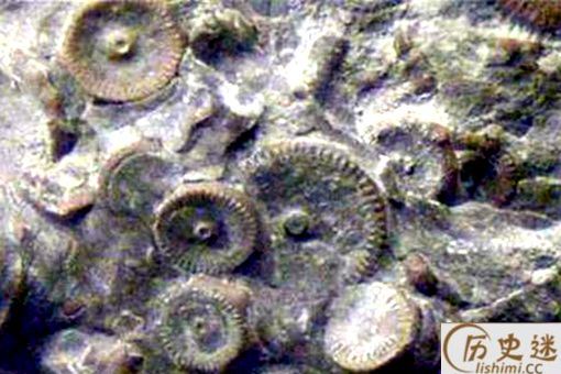 4亿年前的金属齿轮是真是假