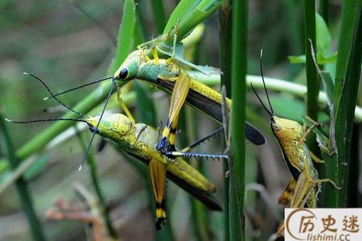 中国蝗灾被吃停了吗