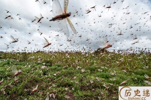 抓蝗虫的人比蝗虫还多是怎么回事