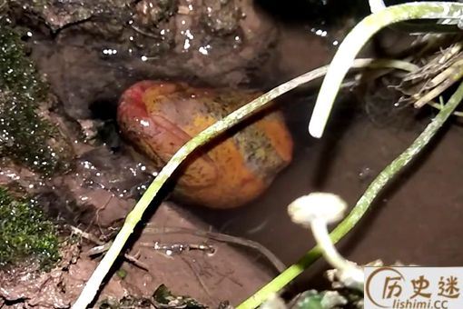 望月鳝真的存在吗