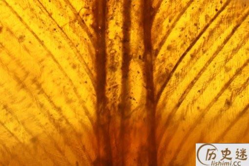 亿年前凶猛古鸟类是什么