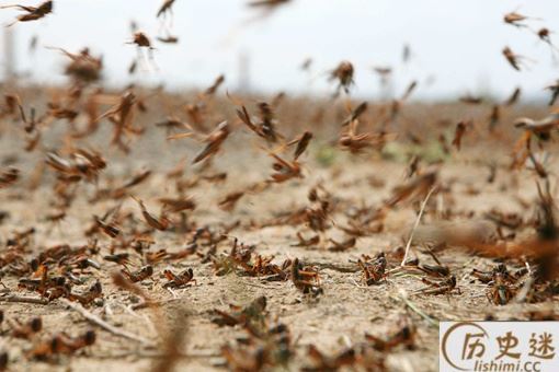 抓蝗虫的人比蝗虫还多是怎么回事