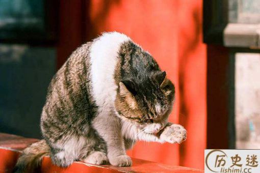 故宫的御猫有何历史