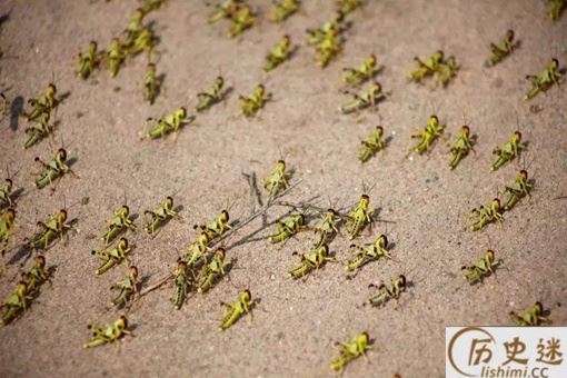 中国蝗灾被吃停了吗