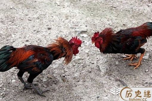 唐玄宗为什么喜欢斗鸡