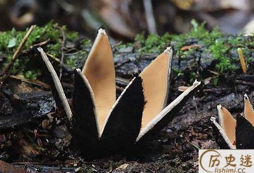 恶魔雪茄能吃吗