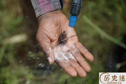 李世民真的生吞活吃过蝗虫