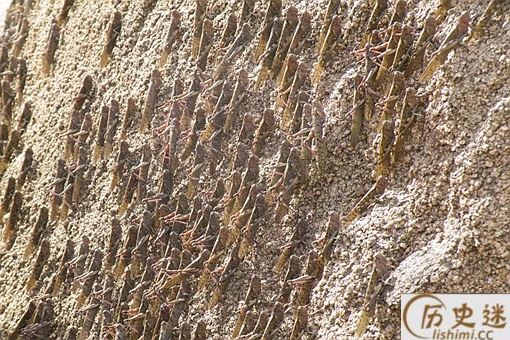 东非蝗灾会影响中国吗