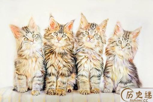 英格兰为什么叫三喵军团