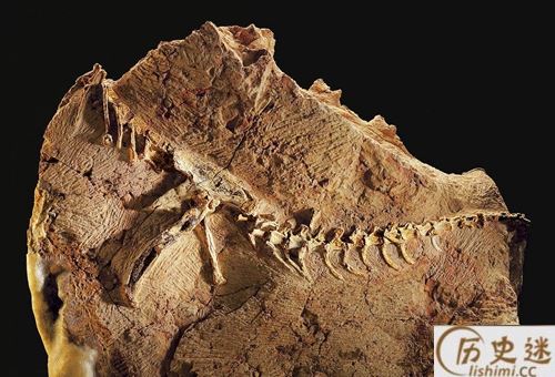古代人是怎么看待恐龙化石的