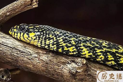 以前农村常见的无毒菜花蛇为何称为是百蛇之王