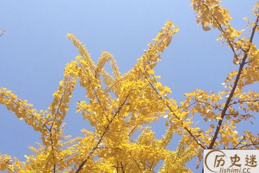 银杏树和李世民的故事