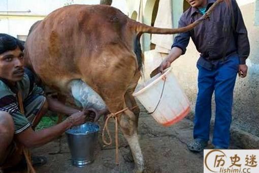 印度人为什么要喝牛尿