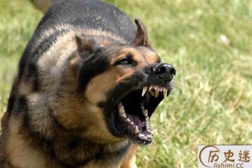 古代人被狗咬了怎么办