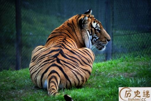 三百年前的四川与重庆上万只华南虎下山吃人事件