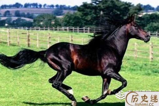 汗血宝马流的汗真的是血吗